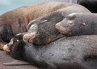 California Seal Lion Pillow Pile